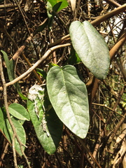Passiflora longipes