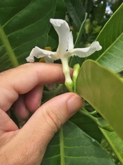 Tabernaemontana dichotoma