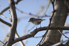 Setophaga coronata