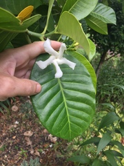 Tabernaemontana dichotoma