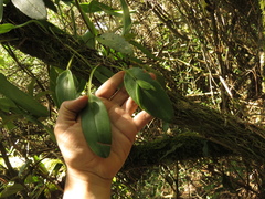 Acianthera polystachya