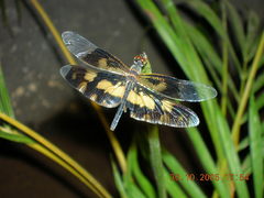 Rhyothemis variegata