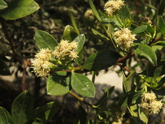Baccharis macrantha