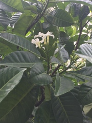 Tabernaemontana dichotoma