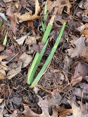 Iris verna