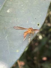 Pelecinobaccha cubensis