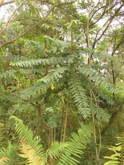 Phyllanthus salviifolius