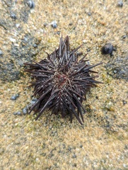 Echinometra lucunter