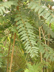Phyllanthus salviifolius