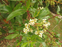 Escallonia paniculata
