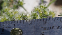 Cryptantha maritima pilosa