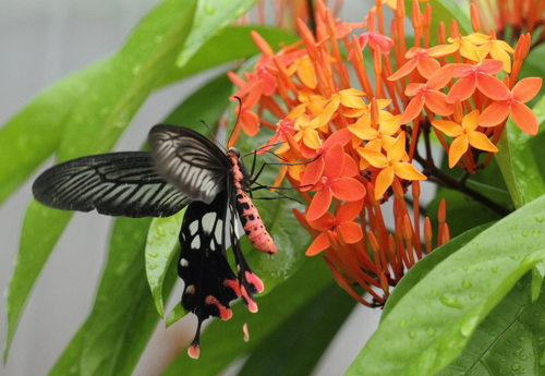 Andaman Clubtail