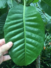 Tabernaemontana dichotoma