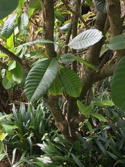 Tabernaemontana dichotoma