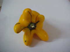 Solanum mammosum