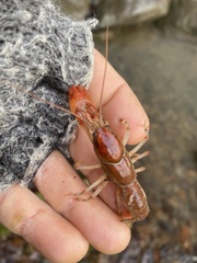 Cambarus dubius