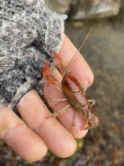 Cambarus dubius