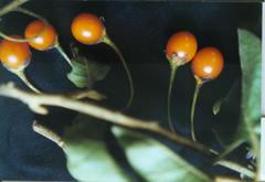Solanum pubescens