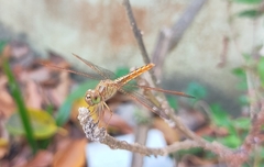 Brachythemis contaminata