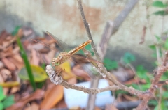 Brachythemis contaminata