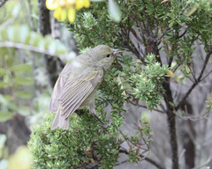 Chlorodrepanis virens wilsoni