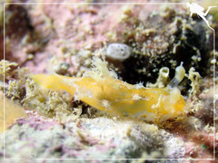 Plocamopherus pecoso