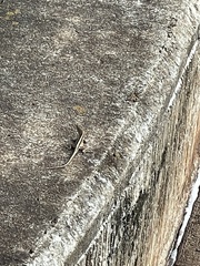 Anolis sagrei