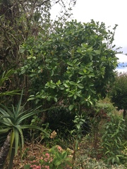 Tabernaemontana dichotoma