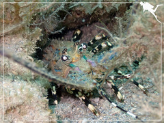 Panulirus ornatus