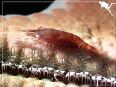 Zenopontonia noverca