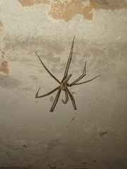 Euprosthenops