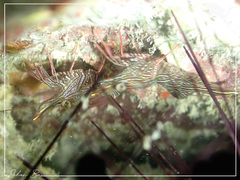 Rhynchocinetes durbanensis