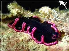 Pseudobiceros gloriosus