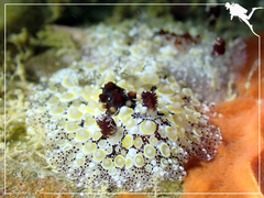 Carminodoris estrelyado