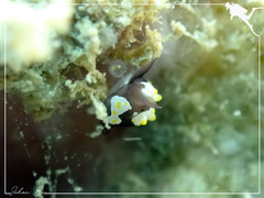 Colpodaspis thompsoni