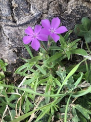 Phlox cuspidata