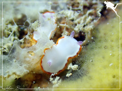 Goniobranchus rubrocornutus