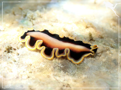 Pseudoceros jebborum