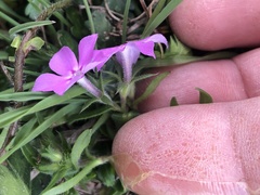 Phlox cuspidata