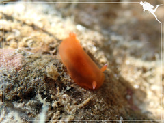 Dendrodoris fumata