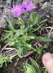 Phlox cuspidata