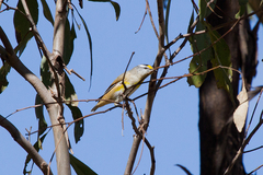Pardalotus striatus ornatus