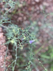 Anticharis senegalensis