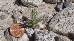 Johnstonella holoptera