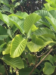 Tabernaemontana dichotoma