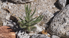 Johnstonella holoptera