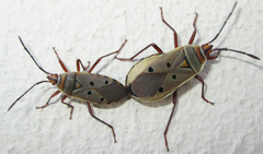 Probergrothius exsanguis