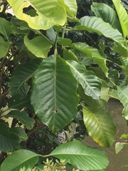 Tabernaemontana dichotoma