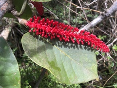 Coccoloba sintenisii