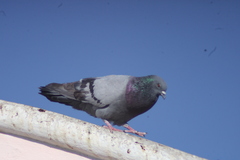 Columba livia